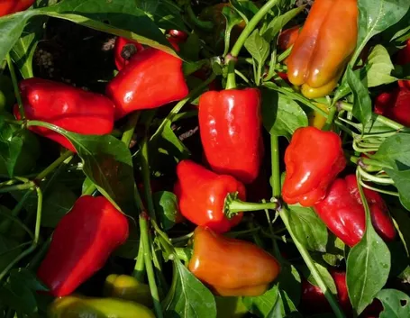 Peperoni piante