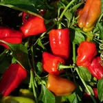 Peperoni piante