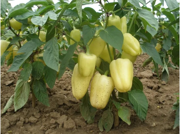 Peperoni orto