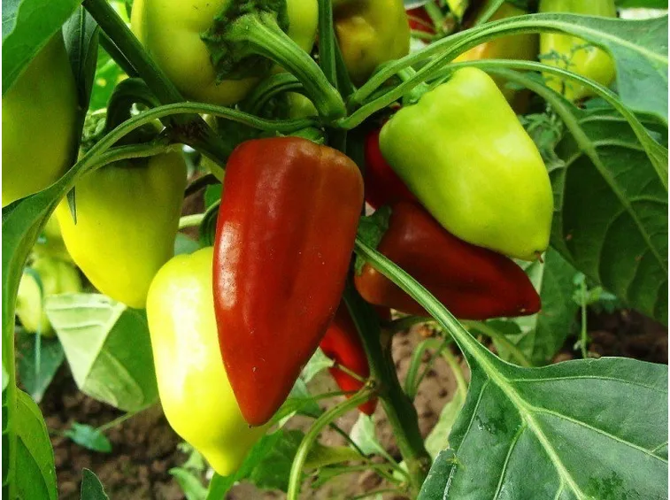Semina ortaggi