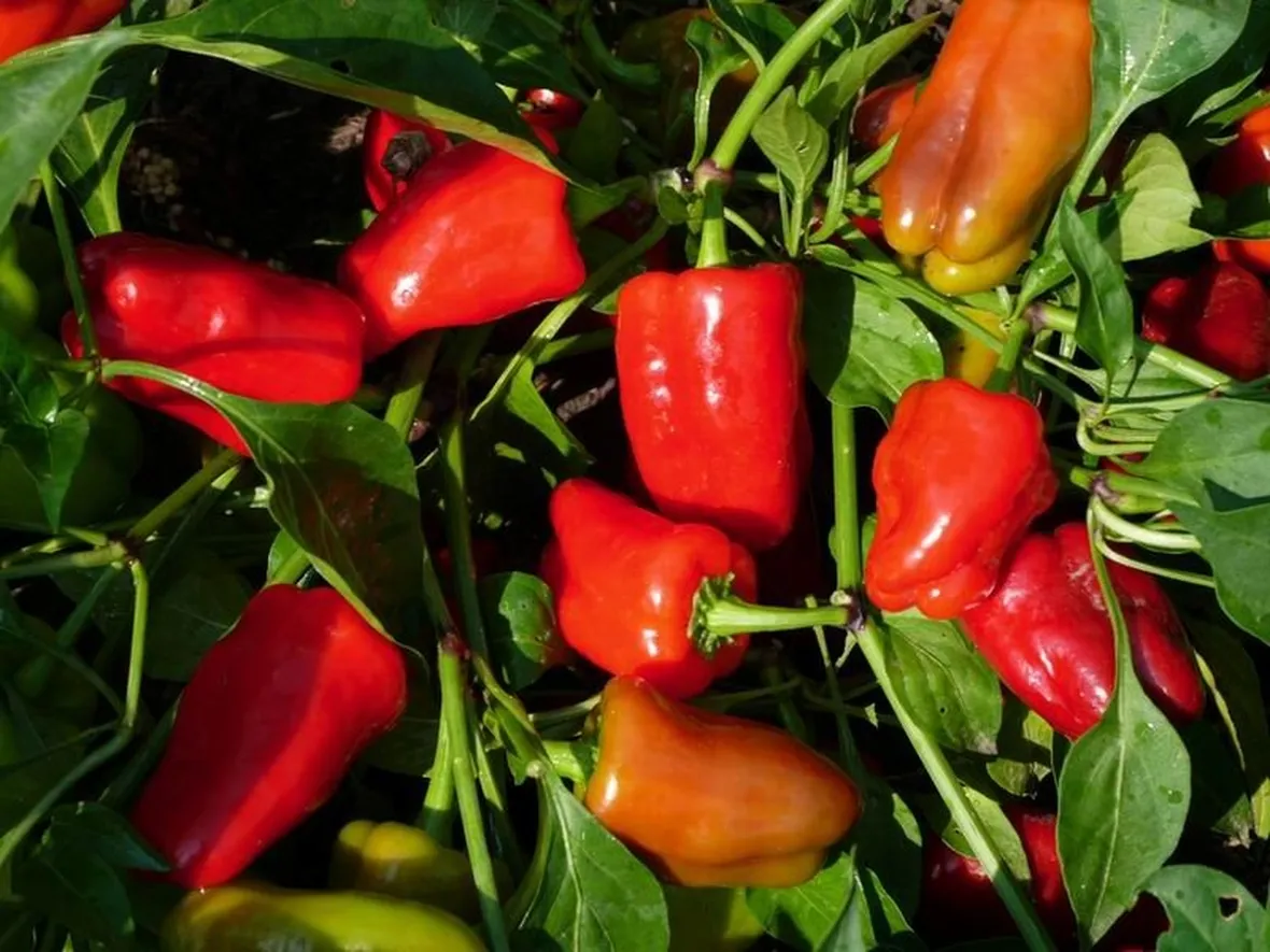 Peperoni piante