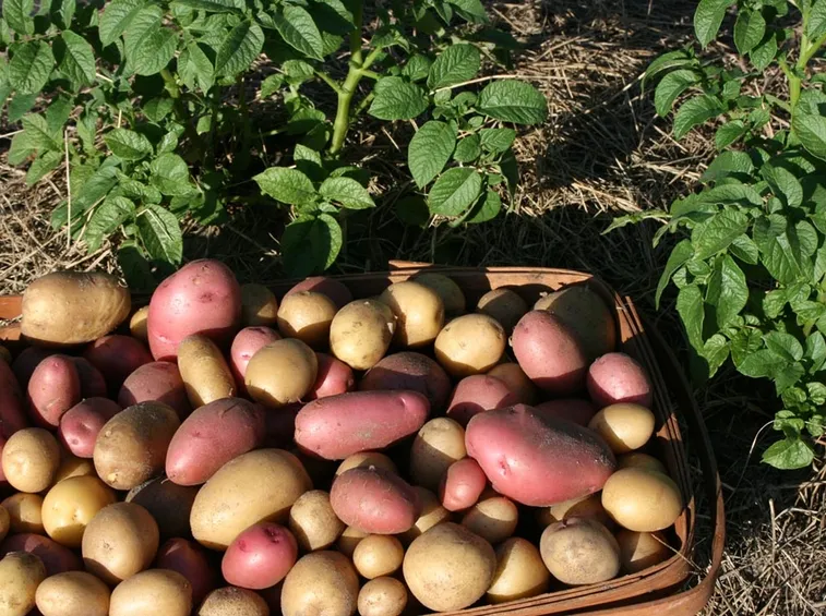 Raccolta patate
