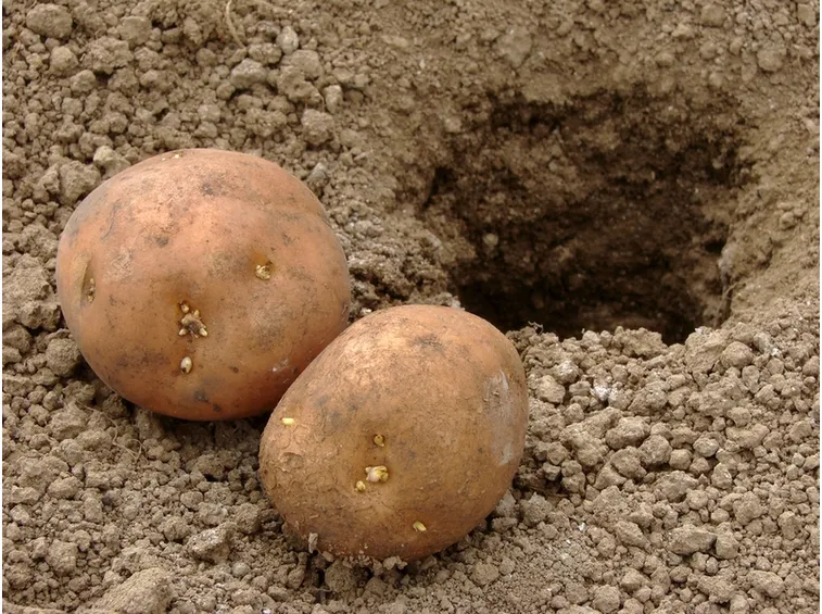 Patate orto