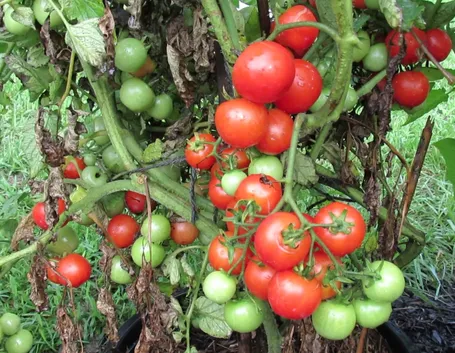 Pianta pomodoro