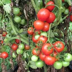 Pianta pomodoro