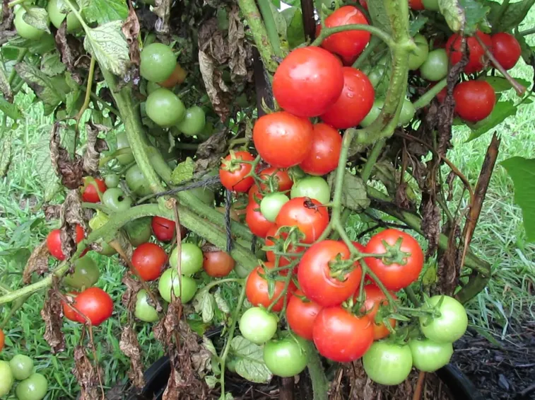 Pianta pomodoro