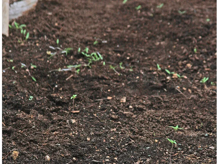 Terreno semina pomodori