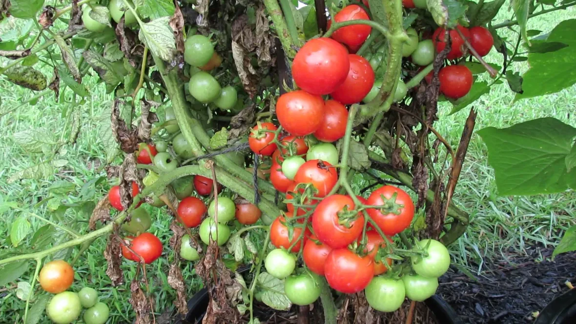 Pianta pomodoro
