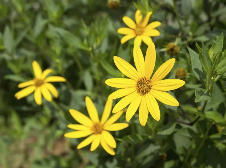 Il fiore del topinambur