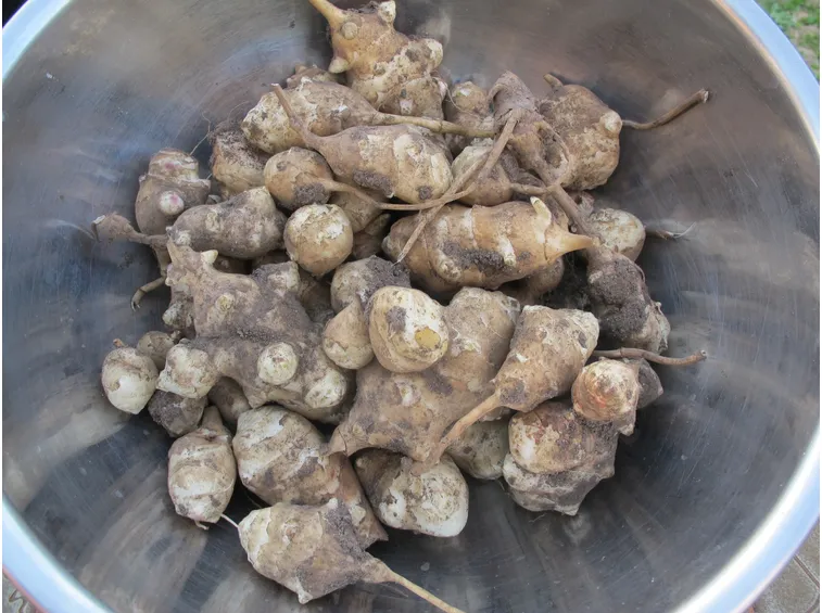 Tuberi di topinambur