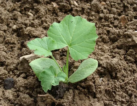 Piantina di zucca