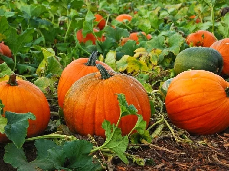 Zucche pronte per la raccolta