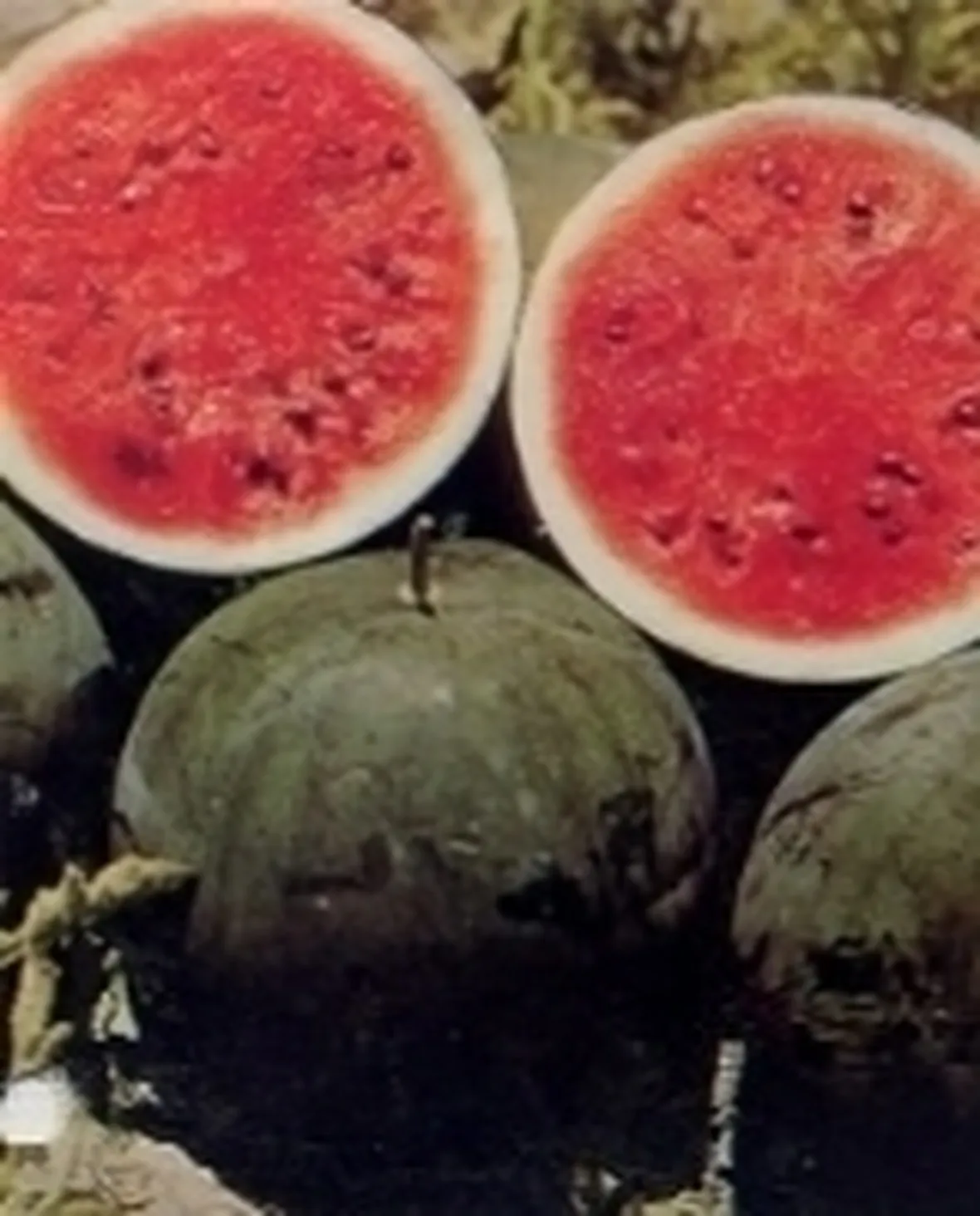 foto anguria
