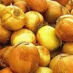 allium cepa