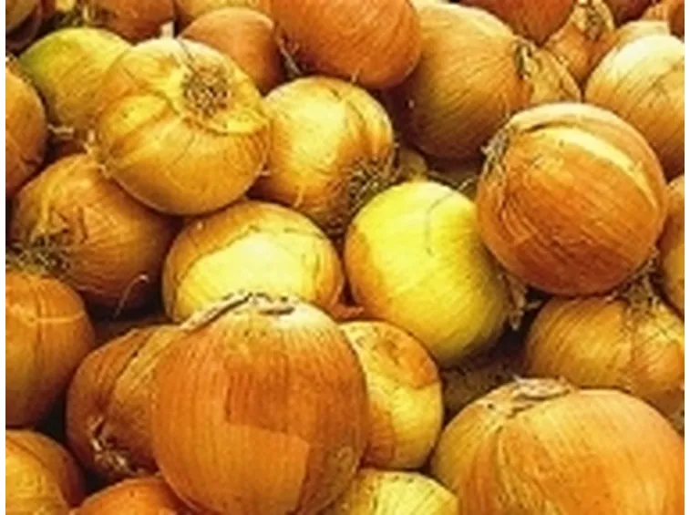 allium cepa