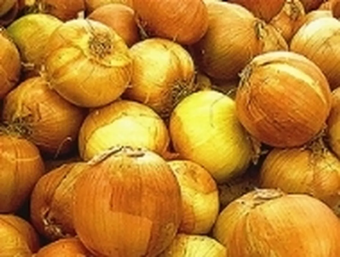 allium cepa
