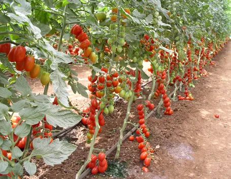 pomodori
