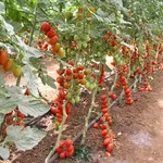 pomodori