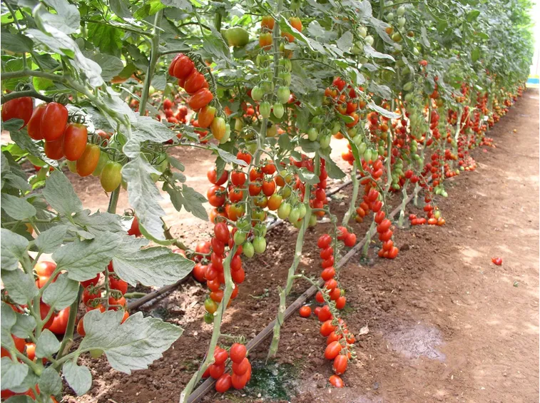 pomodori