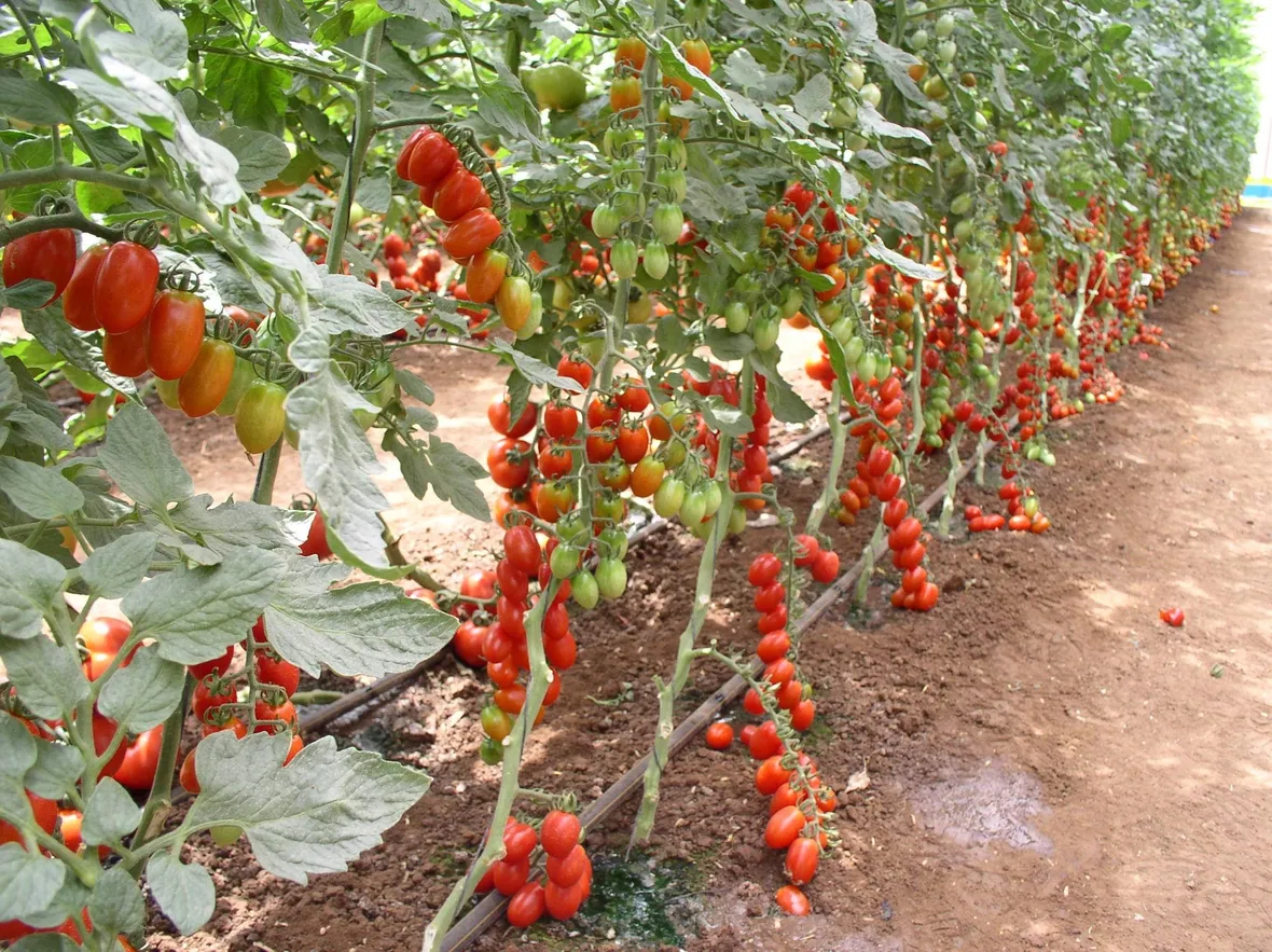 pomodori