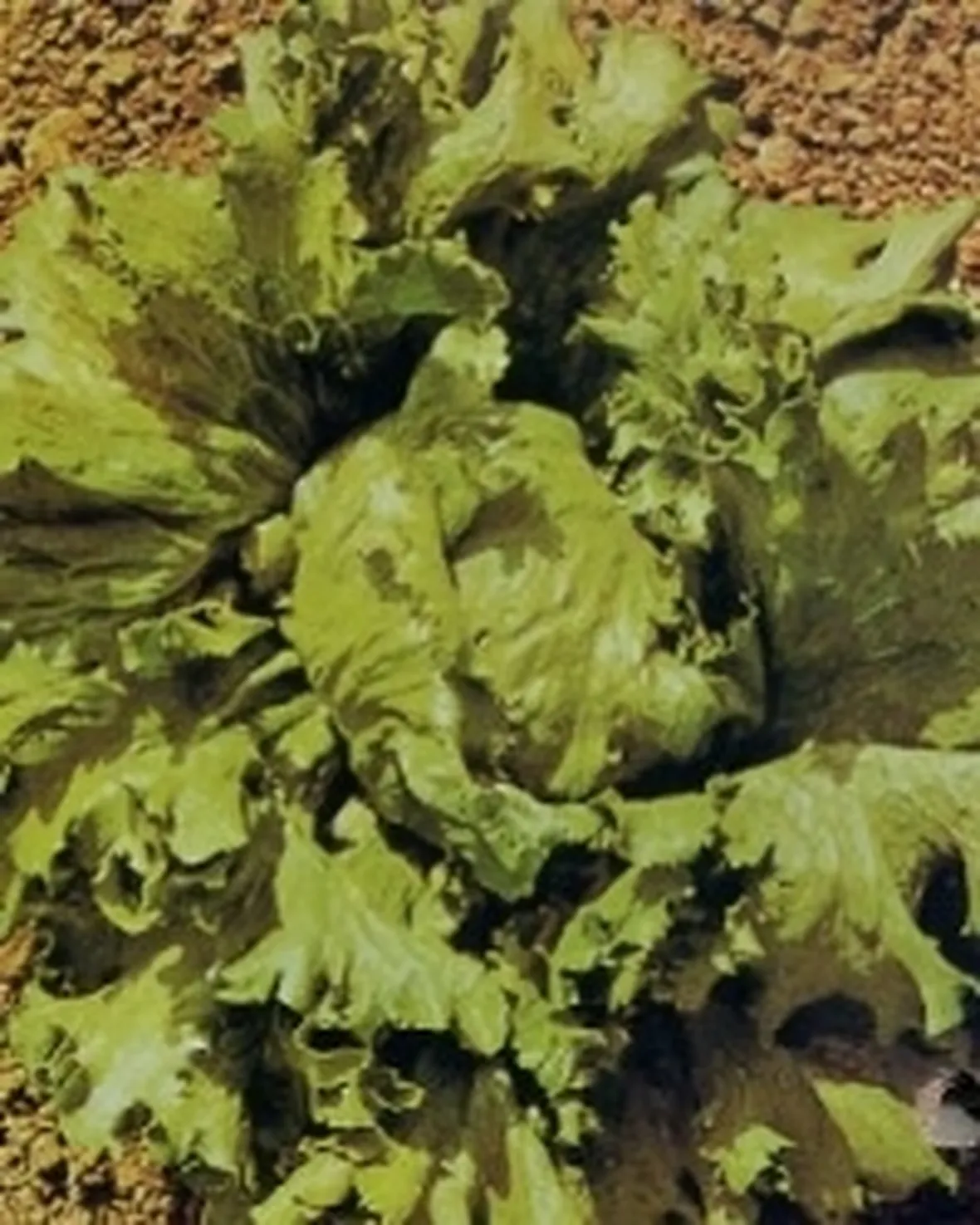 immagini lattuga