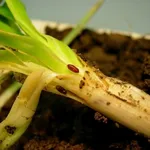 delia antiqua