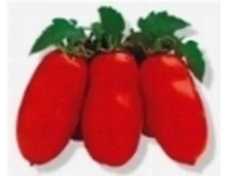 san marzano
