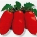 san marzano
