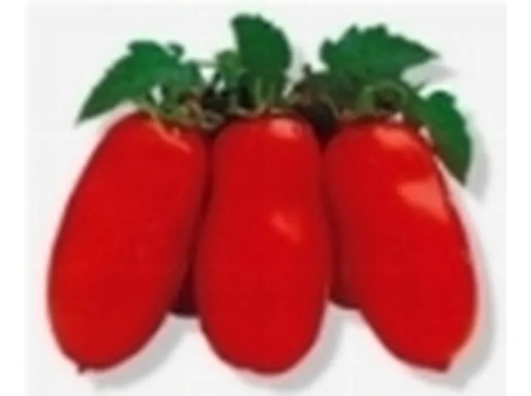 san marzano