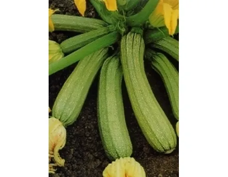 zucchina