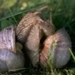 immagini lumache