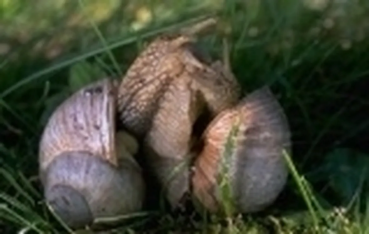 immagini lumache