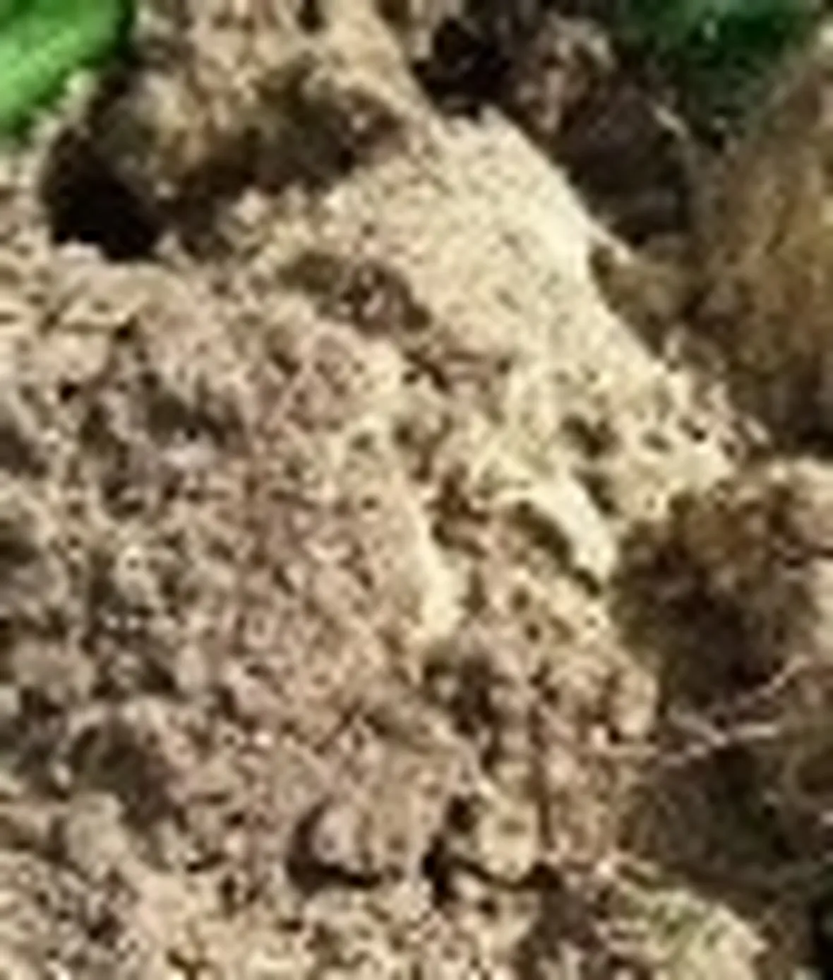 foto terreno orto