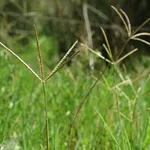 foto di erbacce