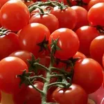pomodoro pachino