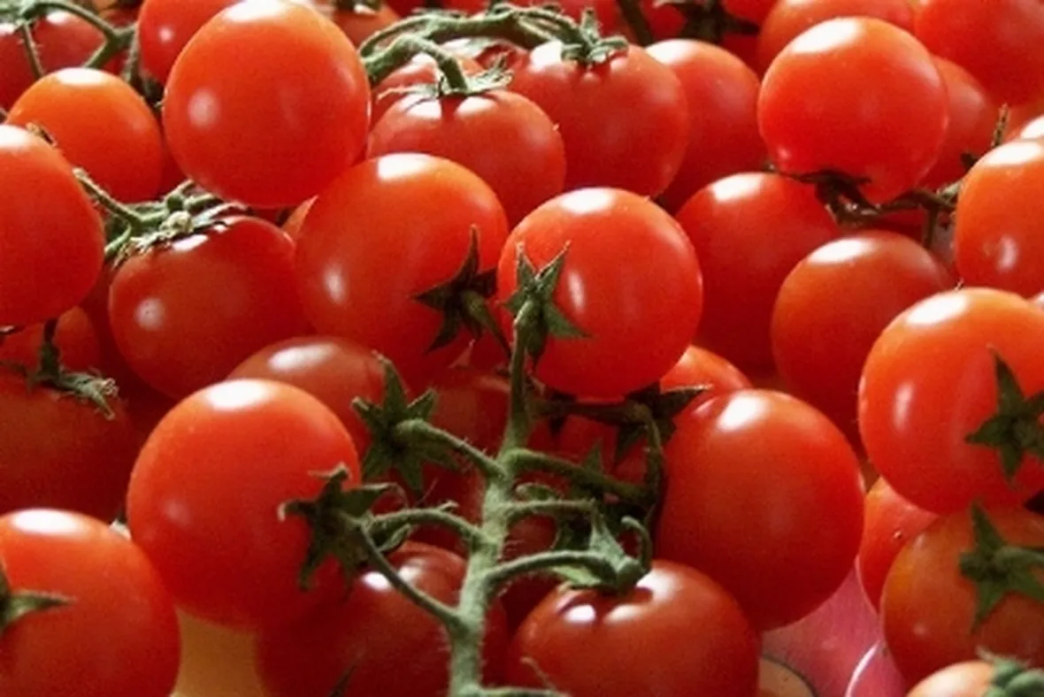 pomodoro pachino