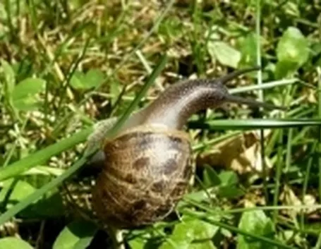 foto lumache