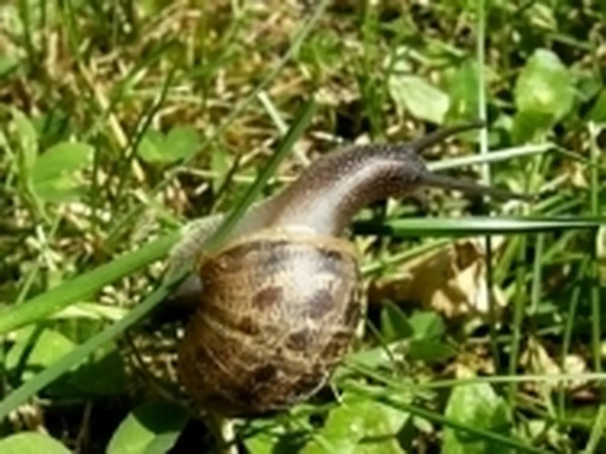 foto lumache