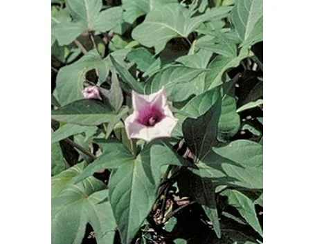patata americana