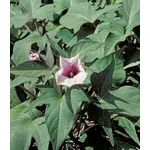 patata americana