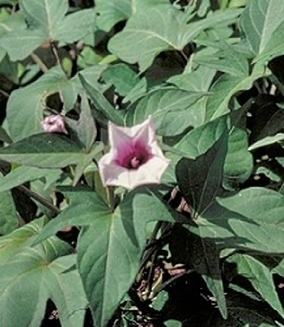 patata americana