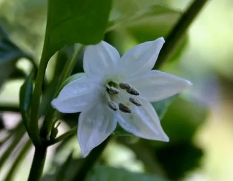 fiori di peperone