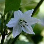 fiori di peperone