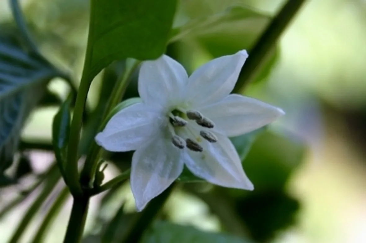 fiori di peperone
