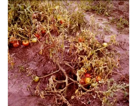marciume del colletto pomodoro