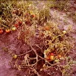 marciume del colletto pomodoro