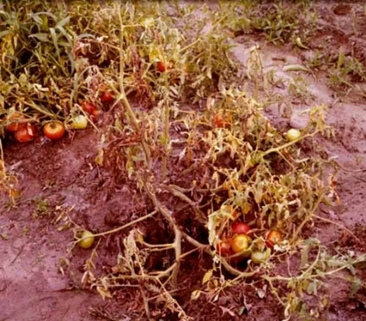 marciume del colletto pomodoro