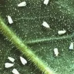mosca bianca