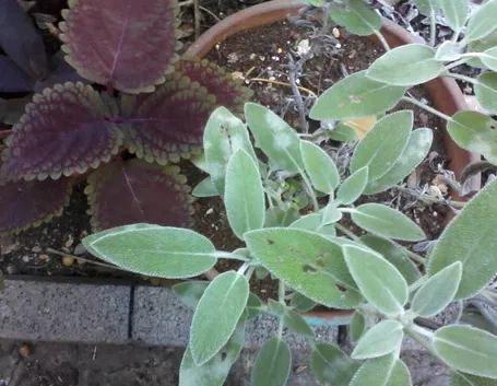 salvia