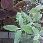 salvia